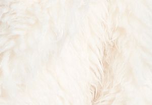 BLANC CASSÉ
